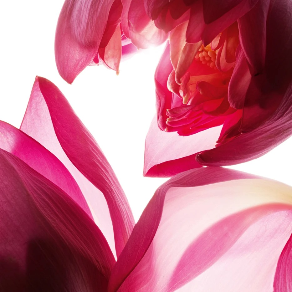 Clarins Lotus Treatment OilCombination/Oily Skin - Afbeelding 5